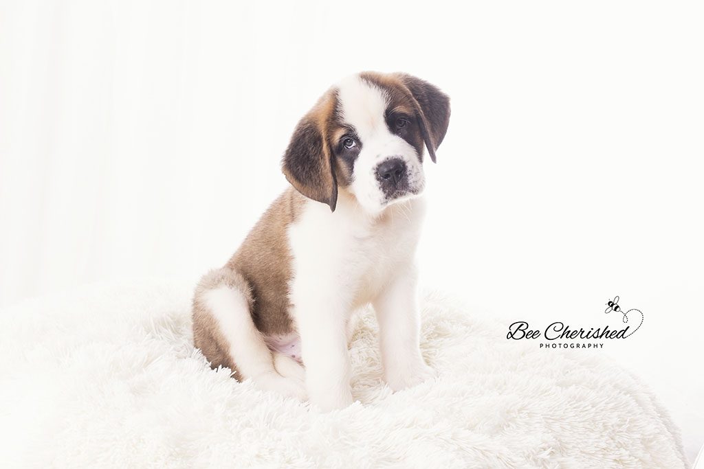 gorgeous Saint Bernard puppy